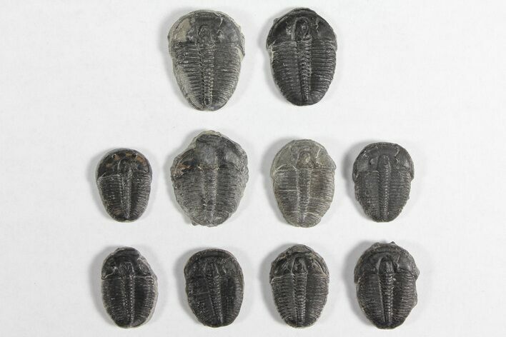 Lot: / Elrathia Trilobites - Pieces #92022